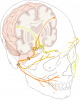 Lower Motor Neurone
