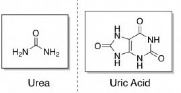 Urea and Uric Acid