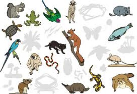 Vertebrates and Chordates