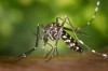 Difference between Anopheles and Aedes