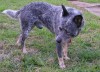 Blue heeler