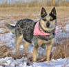 Australian Cattle Dog