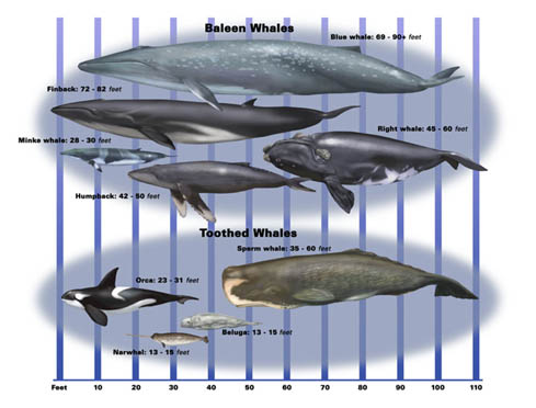 Baleen and Toothed Whales