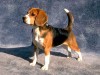 Beagle dog