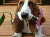 Basset hound