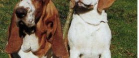 Beagle and basset hound