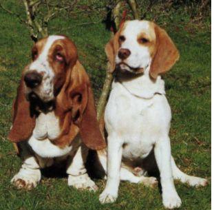 Beagle and basset hound