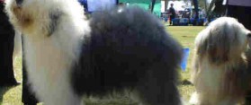Bearded Collie and Old English sheepdog