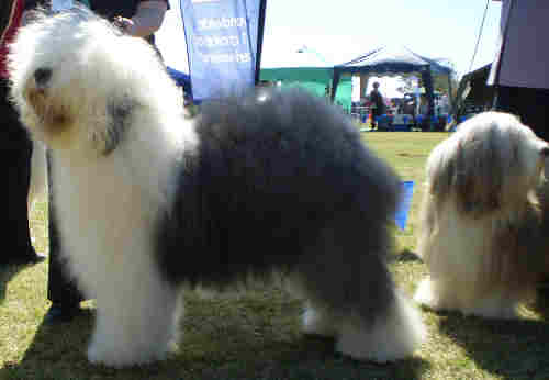 Bearded Collie and Old English sheepdog