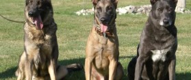 Malinois and Dutch shepherd