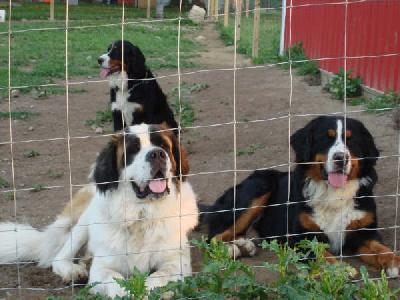 Bernese mountain dog And Saint Bernard