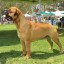 Know the Difference between Bullmastiff and Boxer
