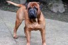 Bullmastiff