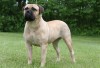 Bullmastiff