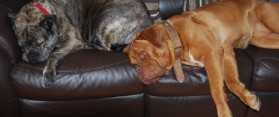 Bullmastiff and French Mastiff
