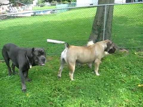 Cane Corso and Boerboel