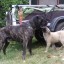 Cane Corso and Kangal puppy