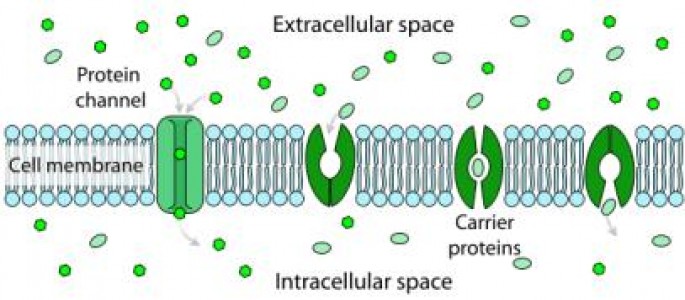 Carrier and Channel Proteins