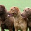 Know the Difference between Chesapeake Bay retriever And Labrador Retriever
