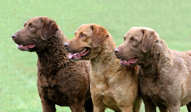 Know the Difference between Chesapeake Bay retriever And Labrador Retriever