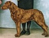 Know the Difference between Chesapeake Bay retriever And Labrador Retriever