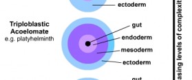 Difference between Diploblastic and Triploblastic