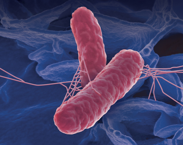 Difference between E Coli and Salmonella