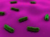 Dissimilarity between E Coli and Salmonella