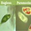 Euglena and Paramecium