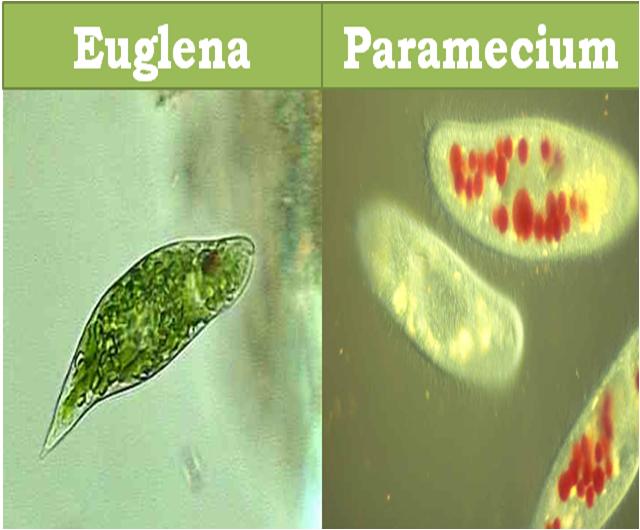 Euglena and Paramecium