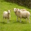 Ewe and Sheep