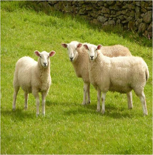 Ewe and Sheep