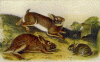 Rabbits