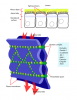 Dissimilarity between Gap Junction and Tight Junction