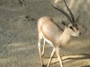 Gazelle
