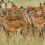 A herd of antelopes