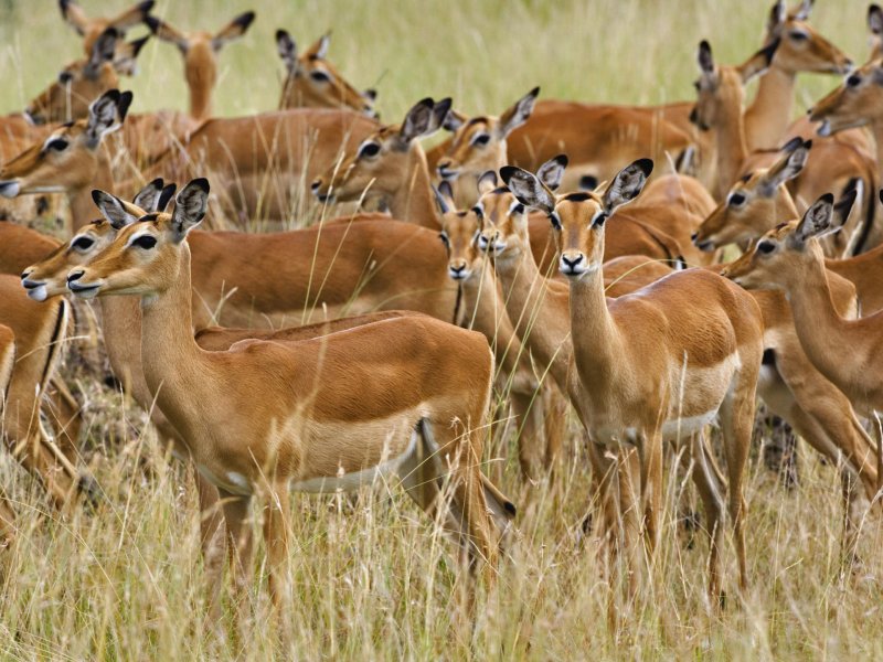 A herd of antelopes