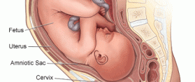Gestational Age and Fetal Age
