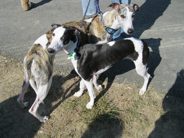 Greyhound and whippet