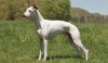 Whippet
