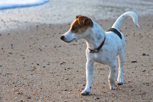Know the Difference between Jack Russell and Rat Terrier