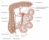 Ileum