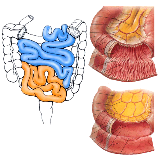 Jejunum