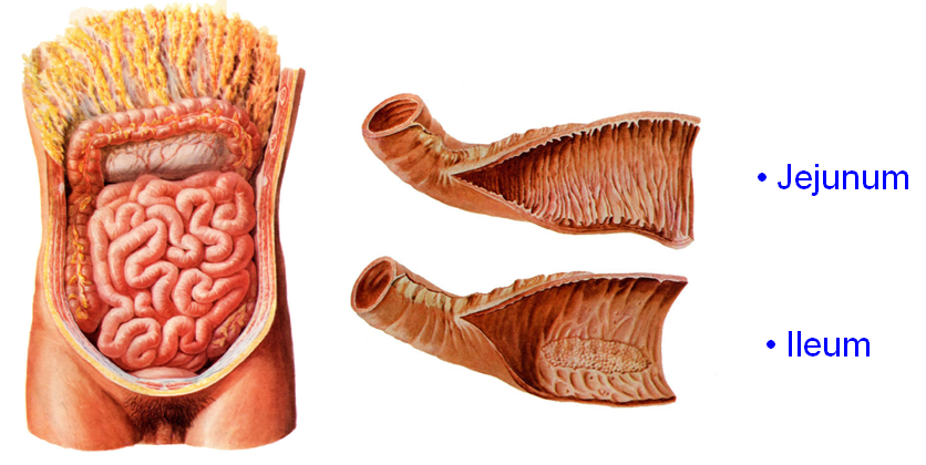 Jejunum and Ileum