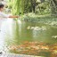 Man feeding koi carpe in fish pond