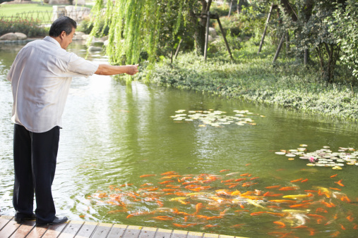 Man feeding koi carpe in fish pond