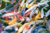 close-up swimming fish