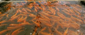 Tank filled with koi at fish farm