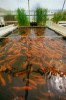 Tank filled with koi at fish farm