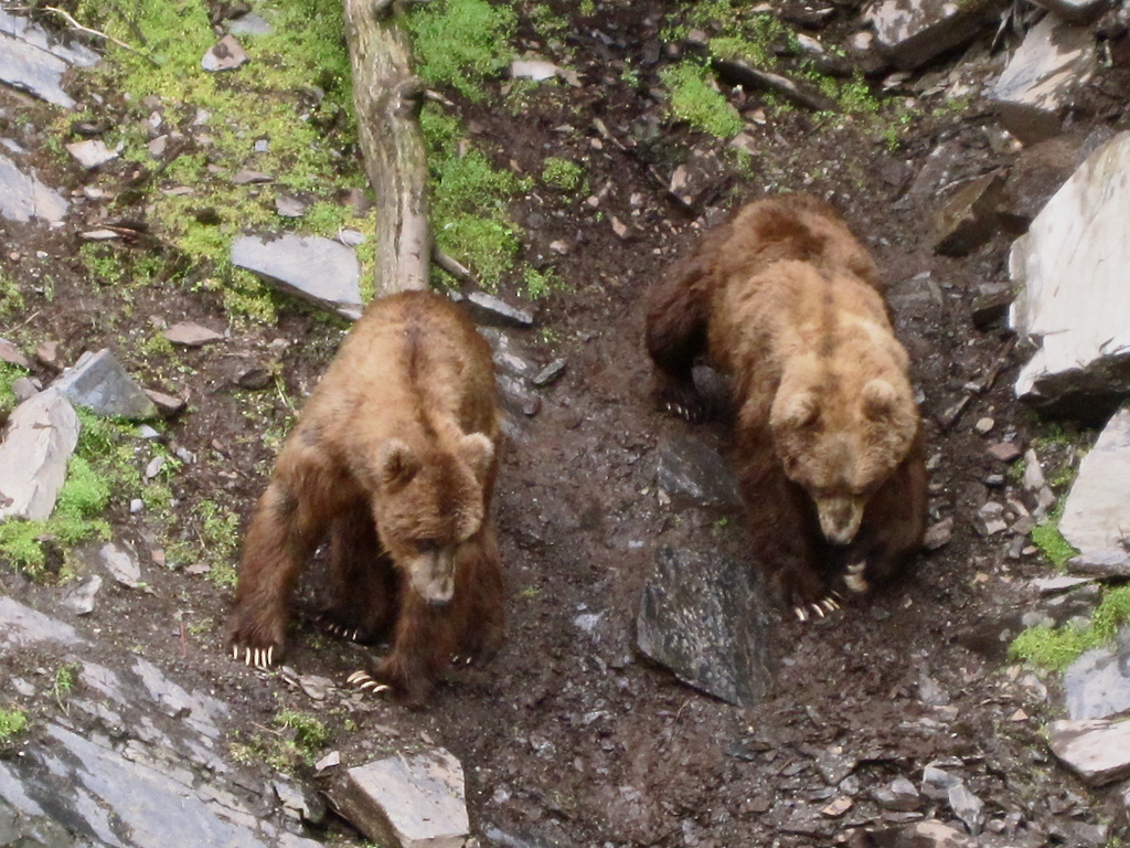 Kodiak and Grizzly Bear